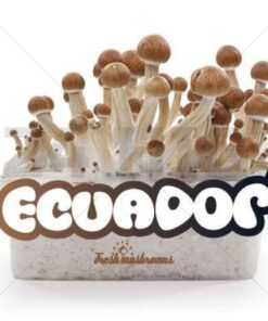 100% Mycelium Magic Mushroom Growkit Ecuador