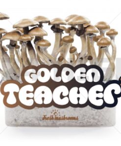 Buy 100% Mycelium Magic Mushroom Growkit Golden Teacher Online for usage with psychedelics.