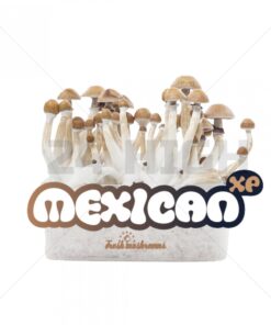 100% Mycelium Magic Mushroom Growkit Mexican