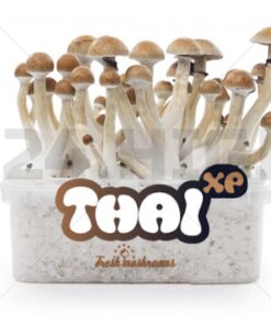 100% Mycelium Magic Mushroom Growkit Thai