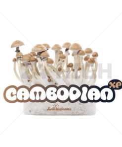 100% Mycelium Magic Mushroom Growkit Cambodian