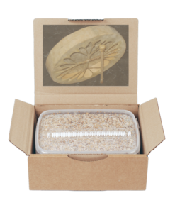 Grow Kit Golden Teacher